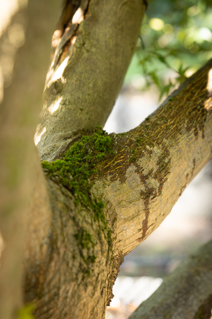 Acer palmatum VJ